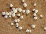 Foraminifera